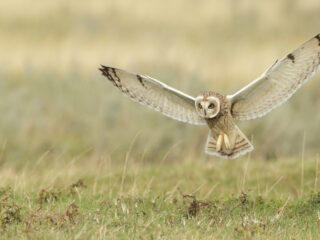 Hoe zit een uil eigenlijk in elkaar?