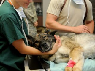 Hoe dierenartsen omgaan met euthanasie voor dieren: 'Maakte enorm veel impact op mij'
