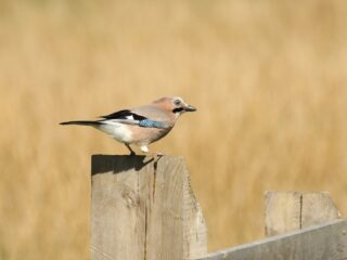 Kijk eens goed naar de gaai: je weet niet wat je ziet!