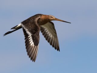 Dierlijke migratiedrang en menselijke treklust: 'Kennen evenveel hindernissen'