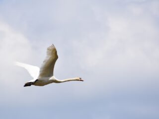 'Biologische toe-eigening door de vervuilende industrie moet belast worden'