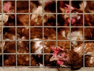 Zijn er nog vragen over de vogelgriep?