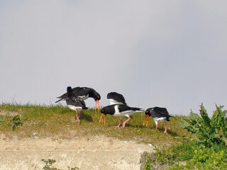 Vroege Vogels TV gaat weer van start!