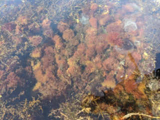 Het Grevelingenmeer is minder rood dan vorig jaar