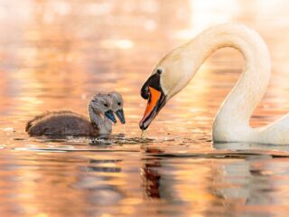 'Een mens is een magnifiek dier'