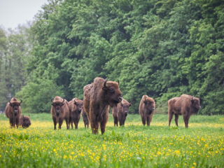50 jaar Natuurpark Lelystad: hier vind je nog elanden in Nederland!