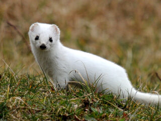Minder witte hermelijnen door zachtere winters