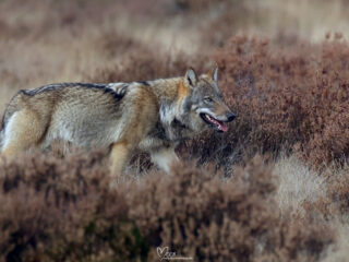 Wolf afschieten 'klinkt in mijn oren behoorlijk rigoureus en ook voorbarig'