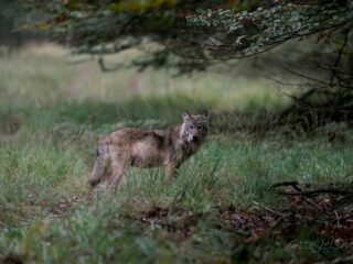 Wolf die mensen aanvalt is grote zeldzaamheid, een hond die bijt komt vaker voor