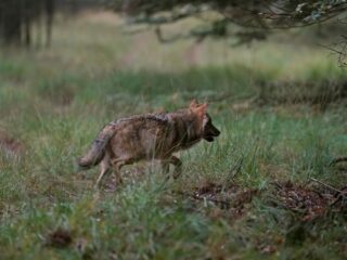 Patrick Nederkoorn: 'De wolf als spiegel van onze angsten en verlangens'