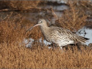 'Geen enkele vogel heeft zo'n bijzondere snavel, als de wulp'