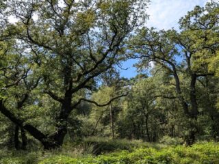 Bioloog Arjen Mulder ontdekte dat hij met bomen kan communiceren