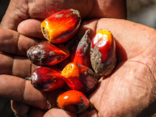 'Palmolie moet uit het verdomhoekje': waarom we meer palmolie zouden moeten gebruiken