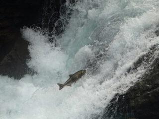 Steeds meer trekvissen weten naar binnen te glippen en dat is goed nieuws