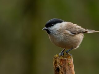 'Er is iets aan de hand met mij en de natuur'