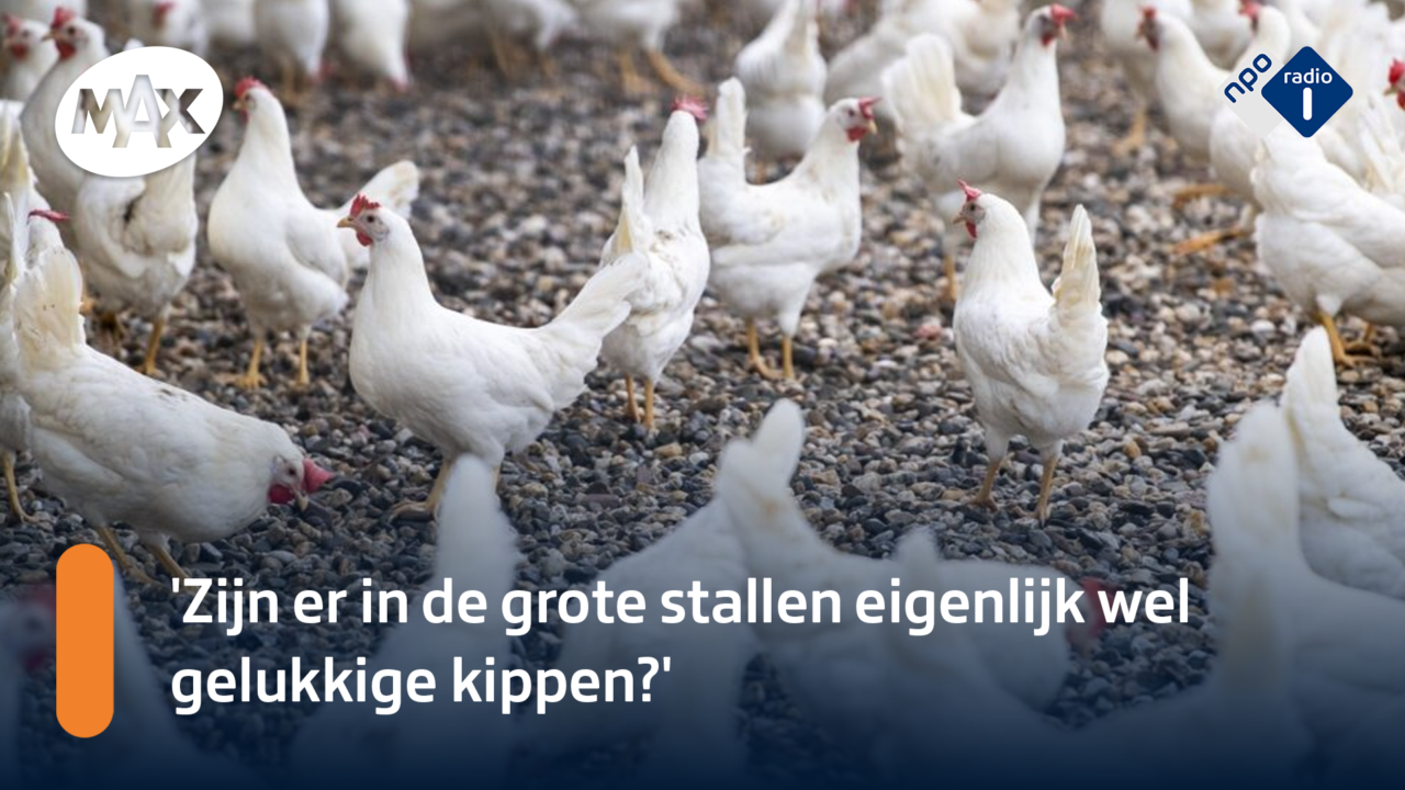 Hoe je hoort of een kip gelukkig is (en waarom dat belangrijk is) | NPO