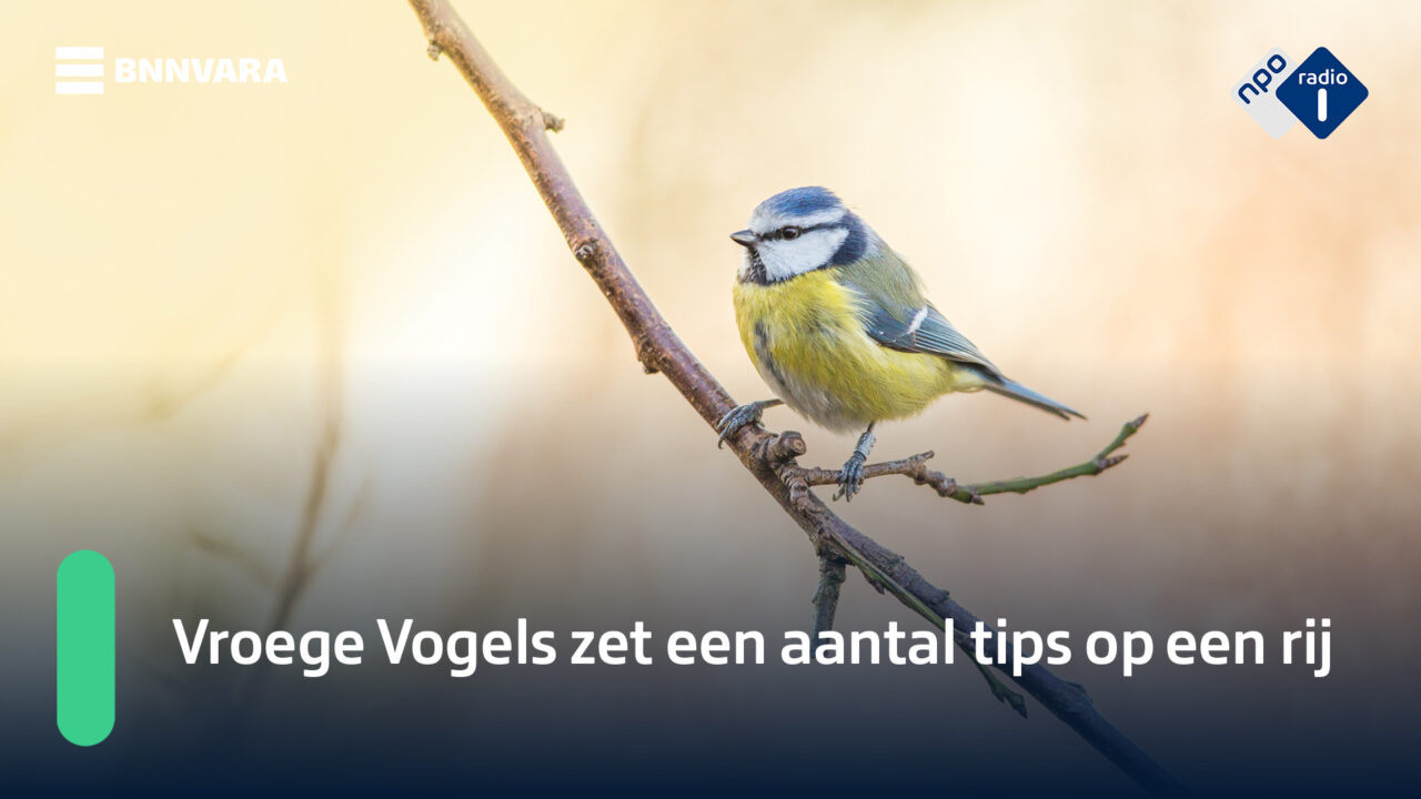 Vogels in de lente en zomer: voeren of niet? | NPO Radio 1