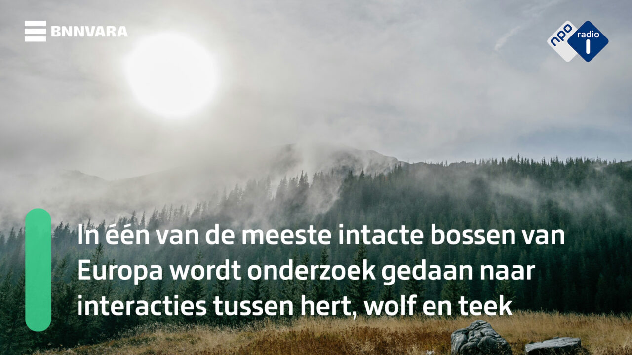 Il coyote colpisce le zecche e i batteri di Lyme? Il coyote colpisce le zecche e i batteri di Lyme?