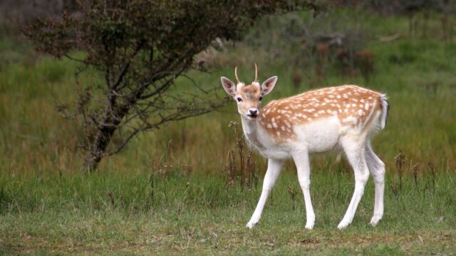 Meer biodiversiteit door minder damherten in Amsterdamse Waterleidingduinen