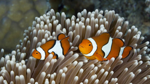 Great Barrier Reef in levensgevaar: waarom verbleekt het koraalrif?