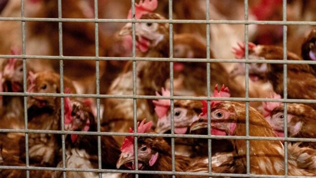 Burgemeester van Barneveld over ruimingen pluimvee door vogelgriep: 'Dat doet bij mensen heel veel'