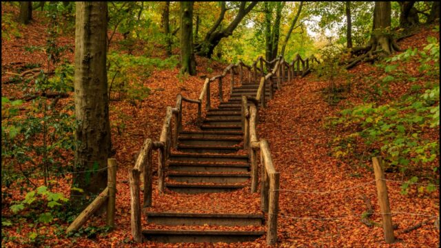 Bos met rechten om altijd een bos te blijven: 'Dat is toch prachtig?'