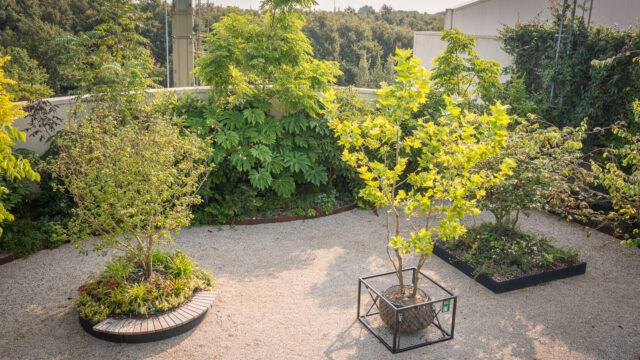 Zwevende boom maakt vergroenen op daken makkelijker