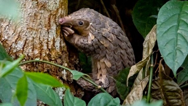 Schubdier is het vreemdste en meest bedreigde zoogdier ter wereld
