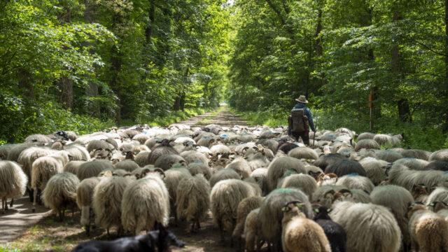 Podcast De Dag: hoe krijgen herders de schaapjes weer op het droge?
