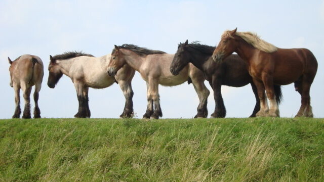 Er zijn grenzen aan menselijk vermaak met dieren