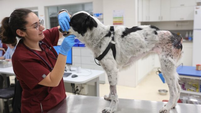 De Groene Veterinair leidt de weg naar duurzame dierenartspraktijken: 'Kwestie van bewustwording'