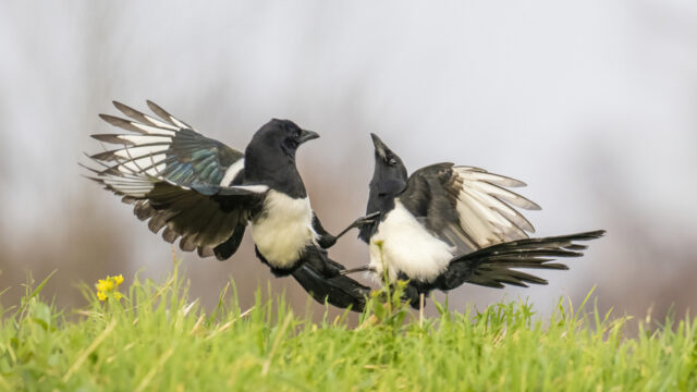 Eksters zijn hele slimme vogels en dit is waarom