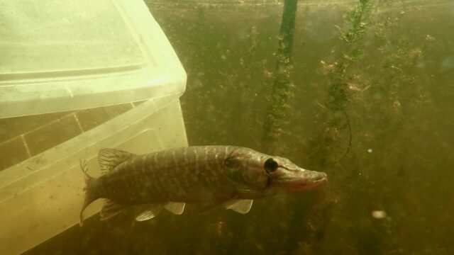 Leidse snoek moet rivierkreeftjes vangen