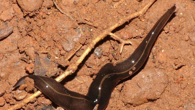 Vleesetende platworm aangetroffen op Bonaire