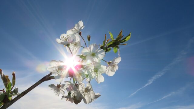 Podcast De Dag: de geur van de lente