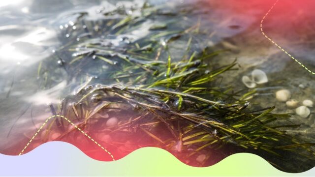 Afvalwater lozen op de Waddenzee is verboden, toch hebben zestig bedrijven een vergunning