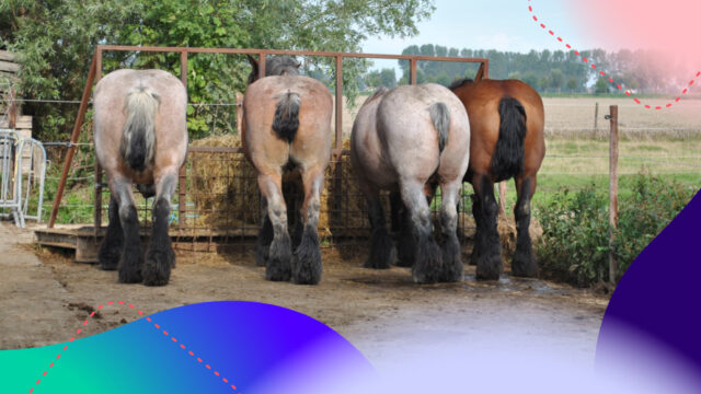 De Wet dierenmishandeling maakt een definitief einde aan de verminking van paarden