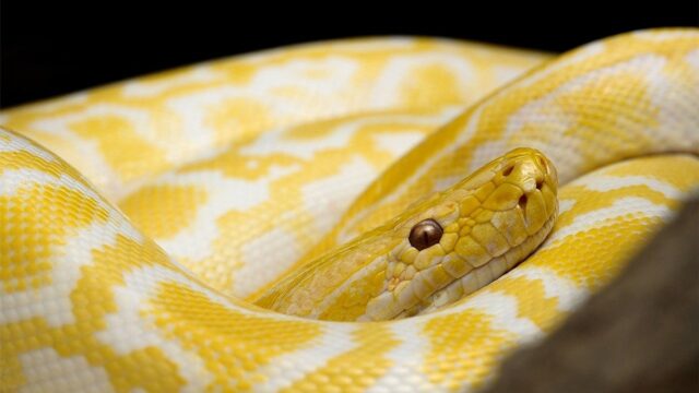 Welke reptielen mag je nog houden als huisdier? Kabinet start onderzoek naar positieflijst
