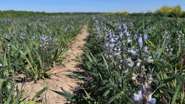 Lupine om te verduurzamen