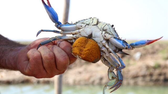 Binnenkort geen 'spaghetti alle vongole', maar pasta blauwe krab?