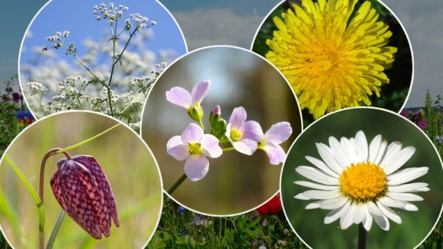 Nationale Bloem verkiezing: dit zijn de ambassadeurs en hun bloemen