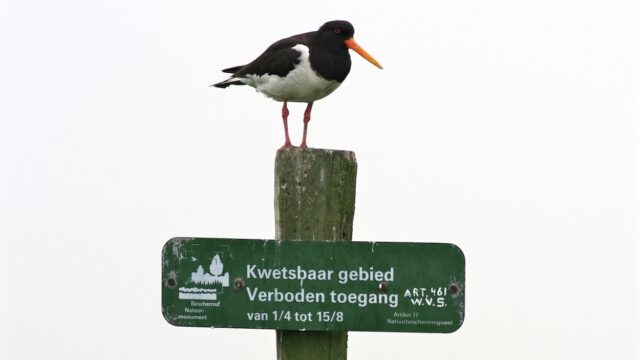 Scholeksters moeten in broedtijd te ver vliegen om aan voedsel te komen