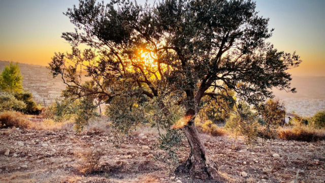 Geweld door Israëlische kolonisten op de Westelijke Jordaanoever neemt onverminderd toe