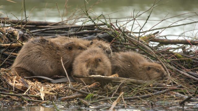 Wat doet de hoogwaterstand met de riviernatuur?