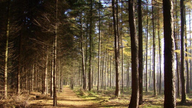 Vanaf een uitkijktoren de toekomst van de natuur zien: 'Hoe mooi zou dat zijn?'