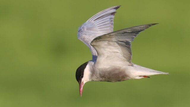 Vogelgriep onder kokmeeuwen bedreigt enige witwangsternkolonie van Nederland