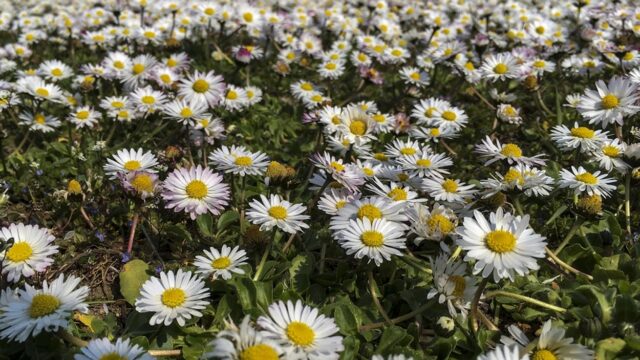 Zo herken je het madeliefje, onze nationale bloem