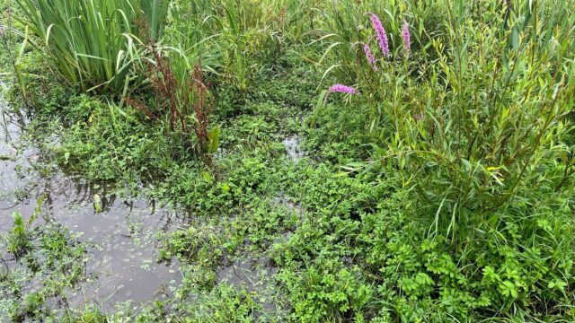 Overstromingsvlaktes zijn van groot ecologisch belang