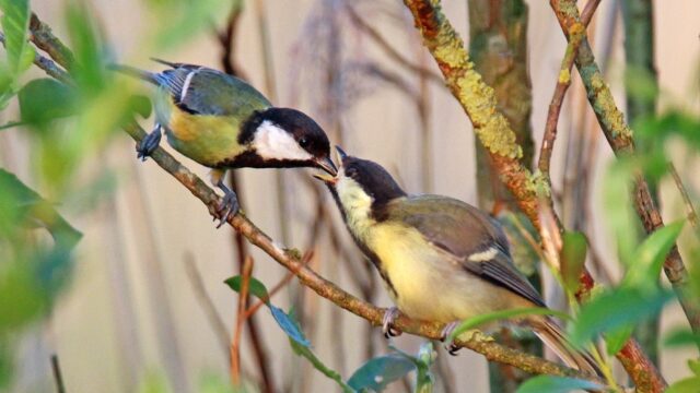 Het roerige leven van jonge vogels
