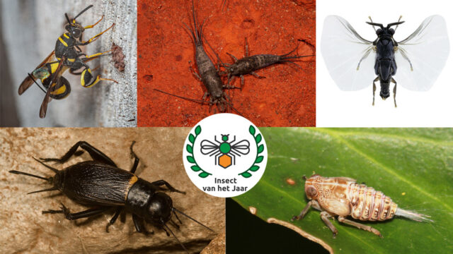 Insect van het jaar 2024 van start: dit zijn de genomineerden